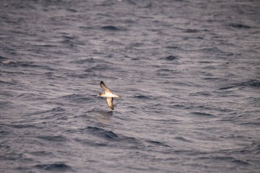 Zembra Adası ve onun vahşi yaşamı