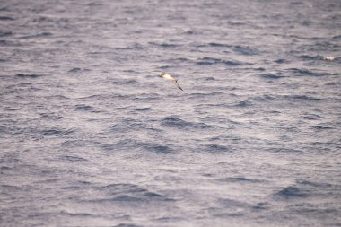 Zembra Adası ve onun vahşi yaşamı
