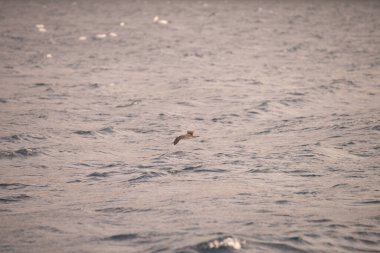 Zembra Adası ve onun vahşi yaşamı