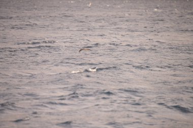 Zembra Adası ve onun vahşi yaşamı