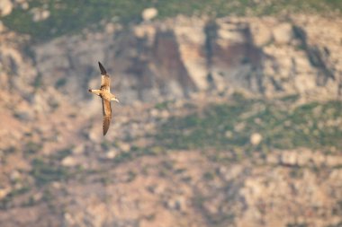 Zembra Adası ve onun vahşi yaşamı