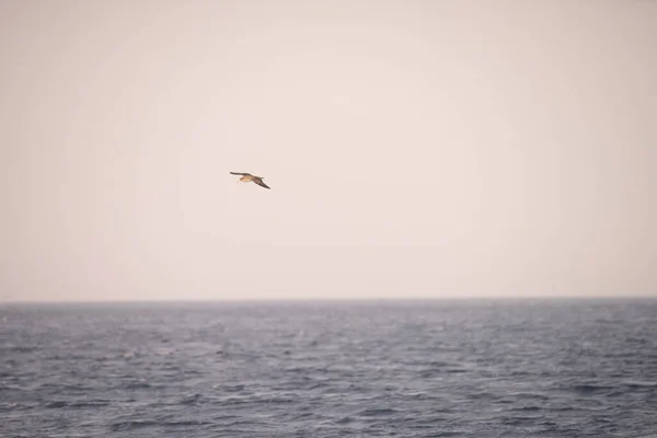 Zembra Adası ve onun vahşi yaşamı