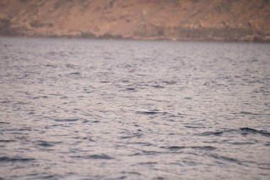 Zembra Adası ve onun vahşi yaşamı