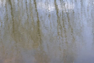 Bahar gölünün dalgaları ağaçların bulanık siluetlerini yansıtır..