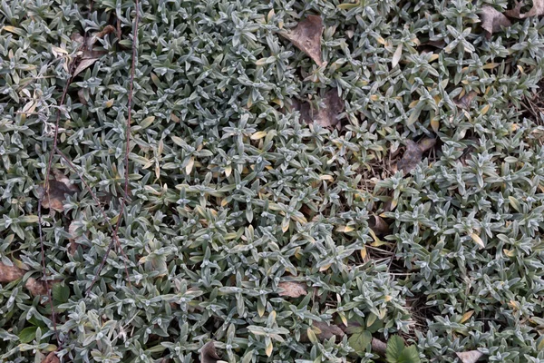 Cubierta Tierra Cerastium Convertido Una Hermosa Alfombra Jardín — Foto de Stock