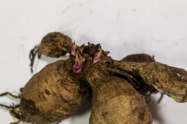 Yakından filizlenen yıldız çiçeklerinden oluşan güzel bir bahçe çiçeğinin yumrusu