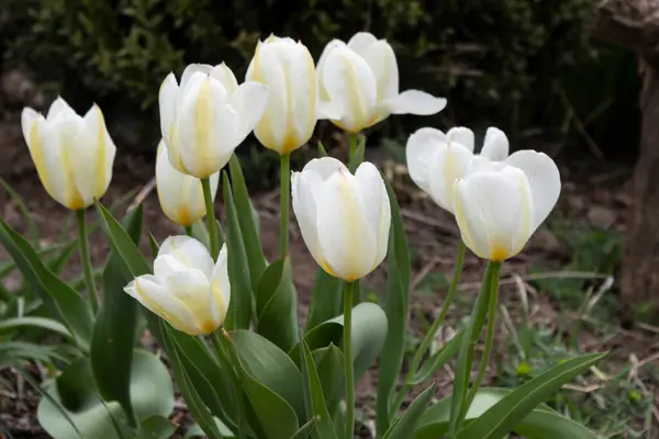 Schöne Weiße Tulpen Blühten Frühling Garten — Stockfoto