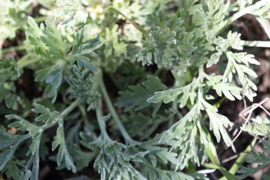 Çayırda yetişen pelin otunun güzel oyulmuş beyaz renkli yaprakları..