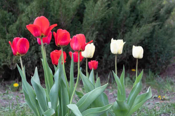 Frühling Blühten Rote Und Gelbe Tulpen Garten Vor Dem Hintergrund — Stockfoto