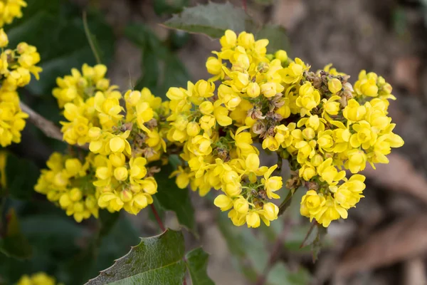 マホニアホリーの茂みの春に黄色の花 — ストック写真