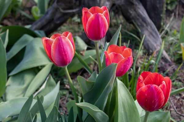 Schöne Rote Tulpen Blühten Frühlingsgarten — Stockfoto