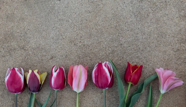 Auf Einem Hellen Hintergrund Einer Reihe Sind Helle Bunte Schöne — Stockfoto