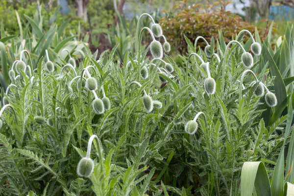 Jardín Primavera Hay Claro Amapolas Que Han Tirado Brotes Están — Foto de Stock