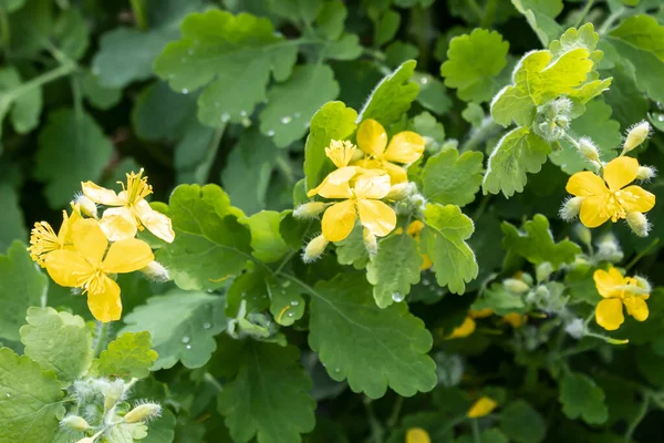 Nahaufnahme Einer Blühenden Pflanze Die Der Schöllkraut Medizin Lat Chelidonium — Stockfoto