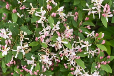 Baharda beyaz, pembe, sade çiçeklerle süslü bir çalılık.