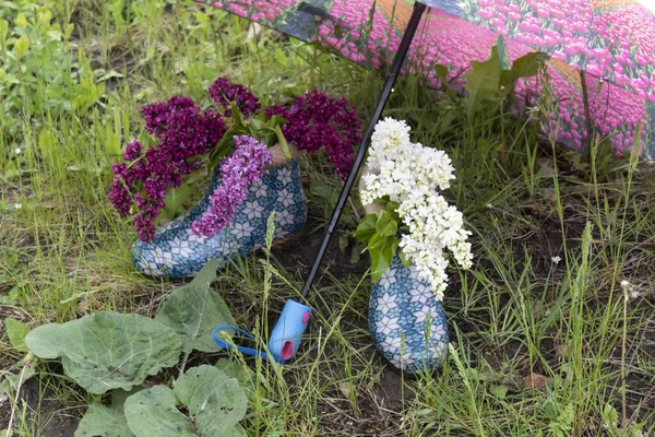 In the grass under an umbrella are two women\'s spring boots. In one is a purple lilac, in the other is white. Ahead grow large leaves of burdock