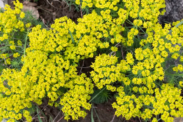 草本植物の幸福度は庭の春に黄色に咲きます — ストック写真