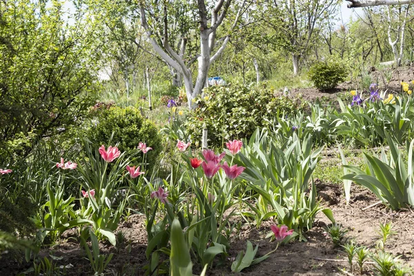 Frühlingsgarten Mit Blühenden Tulpen Einem Sonnigen Tag — Stockfoto