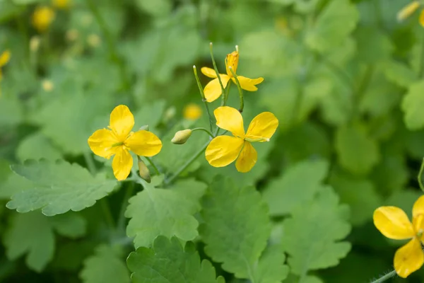 接近中だ 薬に使用されるセランディンのいくつかの黄色の花 — ストック写真