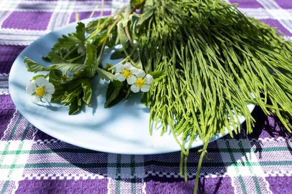 Piatto Blu Sono Foglie Menta Melissa Fiori Fragola Selvatica Coda — Foto Stock