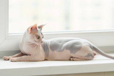 Penceredeki Sphynx kedisi