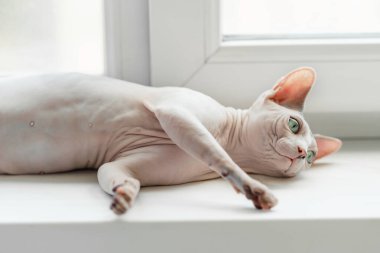 Pencerede yatan Sphynx kedisi