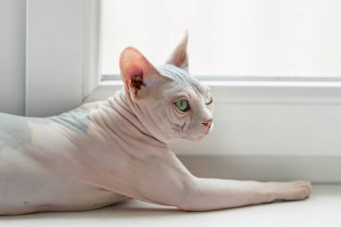 Bored Sphynx cat on window