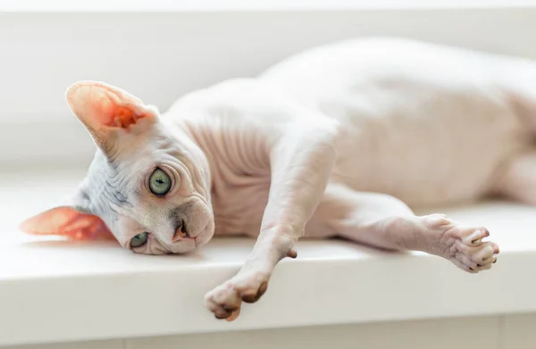 Gato em uma soleira da janela — Fotografia de Stock