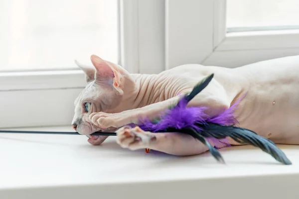 Sphynx cat playing with toy