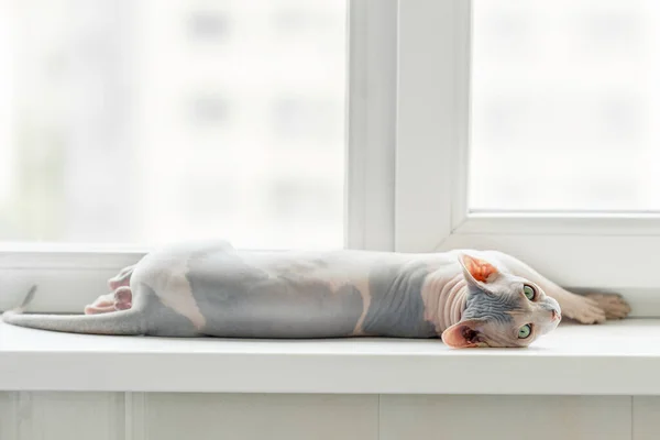Gato de esfinge em uma janela — Fotografia de Stock