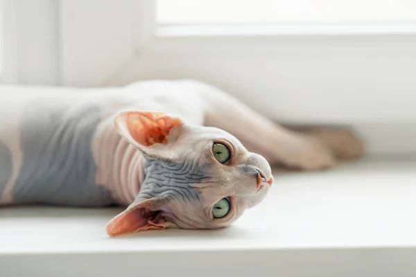 Gato de esfinge bonito — Fotografia de Stock