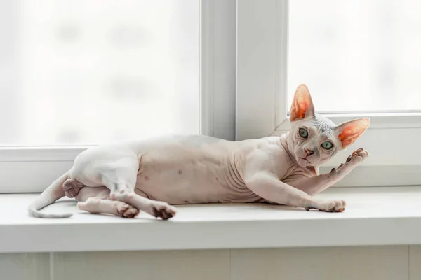 Sphynx Katze auf einem Fenster — Stockfoto