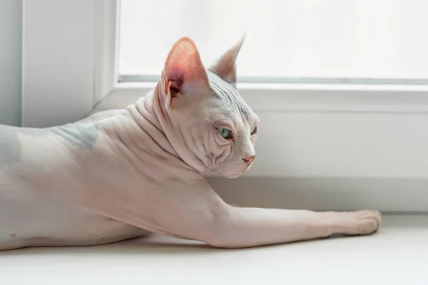 Ugly Sphynx cat on window — Stockfoto