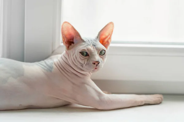 Ugly Sphynx cat on sill — Stockfoto