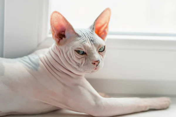 Unamused Sphynx cat — Stock fotografie