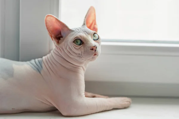 Vackra Sphynx katt — Stockfoto
