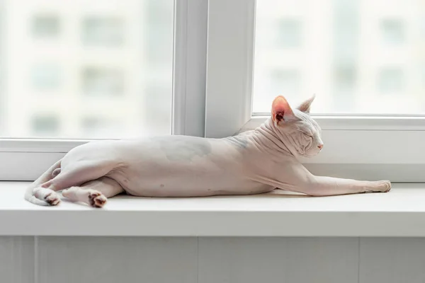 Gato de esfinge em uma janela — Fotografia de Stock