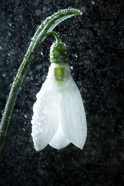 Snödroppar-våren vita blommor med mjuk bakgrund — Stockfoto