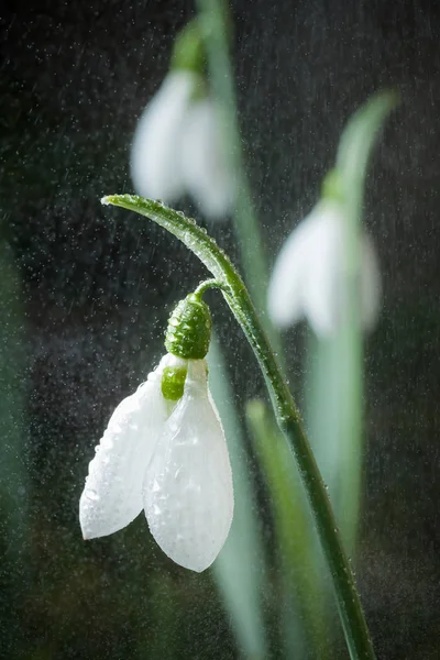 Kardelen-bahar beyaz çiçeklerle yumuşak arka plan — Stok fotoğraf