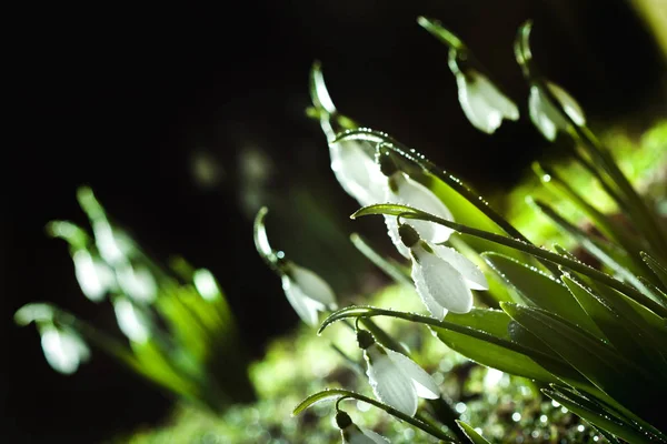 Snowdrops- flores brancas primavera com fundo macio — Fotografia de Stock