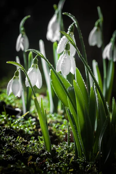 Snödroppar-våren vita blommor med mjuk bakgrund — Stockfoto