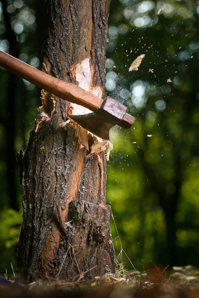 薪割り木こり後チップを飛散します。 — ストック写真