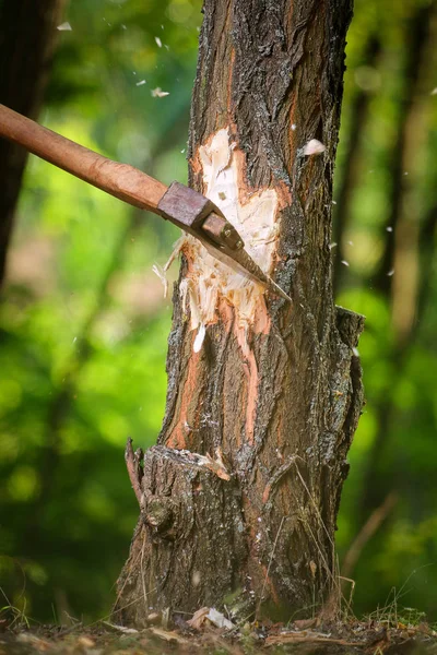 Cips sinek odun kesmenin oduncu sonra ayrı — Stok fotoğraf