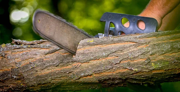 Elektrikli testereli adam ağacı kesiyor.