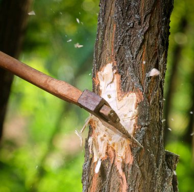 Cips sinek odun kesmenin oduncu sonra ayrı