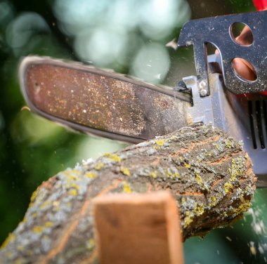 Elektrikli testereli adam ağacı kesiyor.