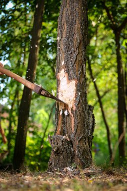 Cips sinek odun kesmenin oduncu sonra ayrı