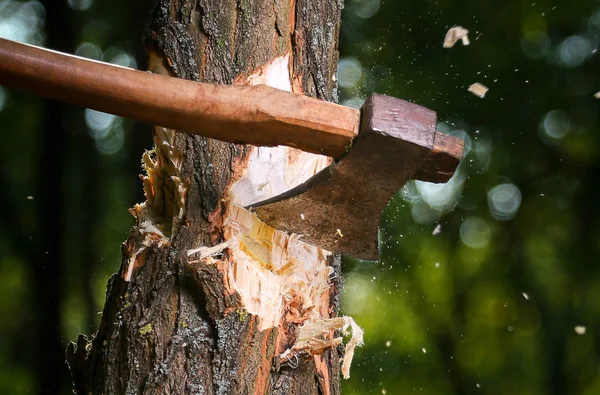 Chips fly apart after the lumberjack chopping wood — Stock Photo, Image