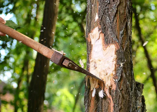 Cips sinek odun kesmenin oduncu sonra ayrı