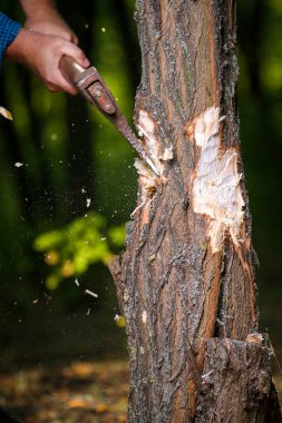 Cips sinek odun kesmenin oduncu sonra ayrı